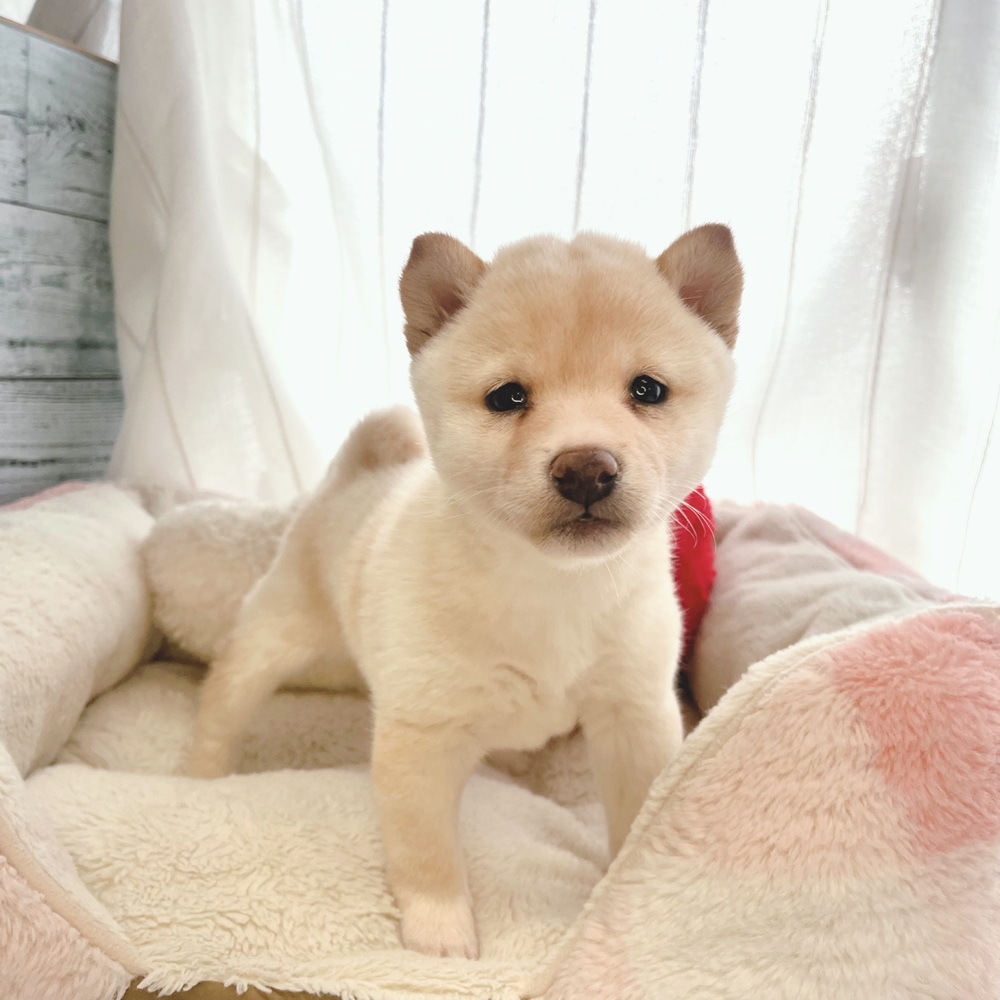 ○New Face °˖✧~新入生紹介~°˖✧ | ペットショップ 犬の家&猫の里
